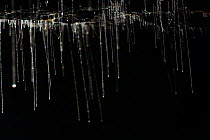 Sticky silk threads hanging from cave roof to catch prey formed by Fungus gnat (Arachnocampa luminosa) larvae, Glowworm cave near Waitomo Cave, near Te Kuiti, North Island, New Zealand, July.