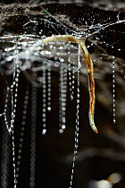 Fungus gnat (Arachnocampa luminosa) larva and sticky silk threads hanging from cave roof used to catch prey, Glowworm cave near Waitomo Cave, near Te Kuiti, North Island, New Zealand, July.