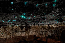 Bioluminescent Fungus gnat (Arachnocampa luminosa) larvae on cave roof with sticky silk threads hanging down, Glowworm cave near Waitomo Cave, near Te Kuiti, North Island, New Zealand, July.