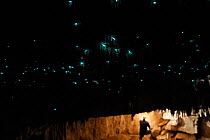 Bioluminescent Fungus gnat (Arachnocampa luminosa) larvae on cave roof and sticky silk threads hanging down, with a person in the background, Glowworm cave near Waitomo Cave, near Te Kuiti, North Isla...