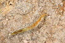 Fungus gnat (Arachnocampa luminosa) larva attached to the cave roof with silk threads, Glowworm cave near Waitomo Cave, near Te Kuiti, North Island, New Zealand, July.