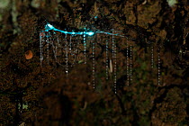 Bioluminescent Fungus gnat (Arachnocampa luminosa) larva attached to the cave roof with silk threads, Glowworm cave near Waitomo Cave, near Te Kuiti, North Island, New Zealand, July.