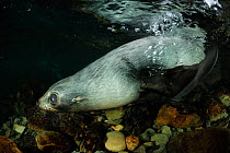 New Zealand fur seal (Arctocephalus forsteri) pup in shallow freshwater, Ohau Stream, near Kaikoura, New Zealand, July.