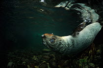 New Zealand fur seal (Arctocephalus forsteri) pup swimming on back in shallow freshwater, Ohau Stream, near Kaikoura, New Zealand, July.