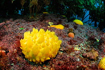 Yellow nipple sponges (Polymastia croceus) on sea bed, Poor Knights Islands, Marine Reserve, North Island, New Zealand, South Pacific Ocean, July.