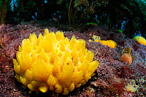 Yellow nipple sponges (Polymastia croceus) Poor Knights Islands, Marine Reserve, New Zealand, South Pacific Ocean, July.