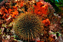 Sea urchin (Evechinus chloroticus) Poor Knights Islands, Marine Reserve, New Zealand, South Pacific Ocean, July.
