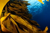 Strap kelp (Lessonia variegata) blades, Poor Knights Islands, Marine Reserve, New Zealand, South Pacific Ocean, July.