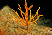 Orange finger sponge (Raspailia topsenti) Poor Knights Islands, Marine Reserve, New Zealand, South Pacific Ocean, July.