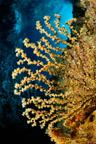 Gorgonia (Alcyonacea / Gorgonacea) on underwater rock face, Poor Knights Islands, Marine Reserve, New Zealand, South Pacific Ocean, July.
