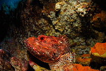Northern scorpionfish (Scorpaena cardinalis) Poor Knights Islands, Marine Reserve, New Zealand, South Pacific Ocean, July.