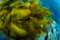 Strap kelp (Lessonia variegata) moving in the surf, Poor Knights Islands, Marine Reserve, New Zealand, South Pacific Ocean, July.