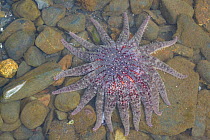 Sunflower Sea Star (Pycnopodia helianthoides) Olga Bay, Kodiak Island, Alaska, USA, August.