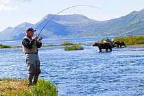 Man fishing for Coho salmon with Grizzly bears (Ursus arctos horribilis) crossing the stream behind him, Olga Bay, Kodiak Island, Alaska. Non exculsive.