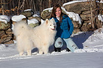 Young woman (age 18) with Samoyed dog at woodland edge by stone wall in snow, Ledyard, Connecticut, USA. (Non-ex)