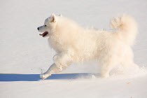 Samoyed dog running in in snow, Ledyard, Connecticut, USA.
