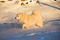 Samoyed dog in snow, Ledyard, Connecticut, USA. Non exclusive.