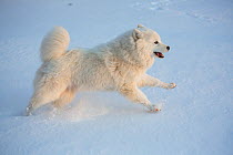 Samoyed dog running in snow, Ledyard, Connecticut, USA. Non exclusive.