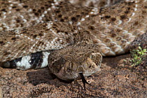 Western Diamondback Rattlesnake (Crotalus atrox) on rock with tongue extended, Phoenix, Arizona, USA. Non exclusive.