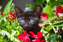 Black kitten in flowers, Sarasota, Florida, USA.