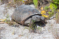 Gopher Tortoise (Gopherus polyphemus) grazing, Honeymoon Island, Florida, USA, May. Non exclusive.