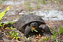 Gopher Tortoise (Gopherus polyphemus) foraging near a clump of blooming Prickly Pear Cactus (Opuntia sp.) Honeymoon Island, Florida, USA, May. Non exclusive.