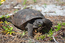 Gopher Tortoise (Gopherus polyphemus) foraging, Honeymoon Island, Florida, USA. Non-exclusive.