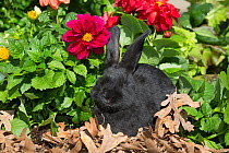 Baby New Zealand breed rabbit in spring flowers, Union, Illinois, USA.