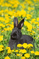 Baby New Zealand breed rabbit in spring flowers, Union, Illinois, USA.