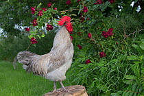 Lavender Orpington rooster on old on overturned basket in grass beside rose bush.  Iowa, USA.