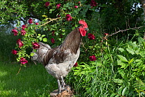 Blue Orpington rooster perched on stump in grass beside rose bush,  Calamus, Iowa, USA.