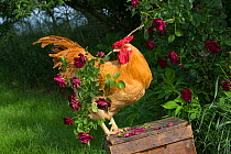 Buff Wyandotte rooster perched on antique wooden egg case in grass beside rose bush. Calamus, Iowa, USA.