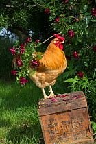 Buff Wyandotte rooster perched on antique wooden egg case in grass beside rose bush. Calamus, Iowa, USA.