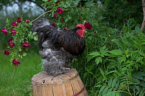 Blue Cochin Rooster perched on overturned peach basket by shrub rose, Calamus, Iowa, USA.