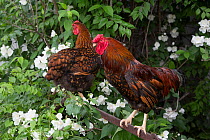 Gold-laced Wyandotte rooster and hen perched on old, rusty plow in Mock Orange bush, Calamus, Iowa, USA.