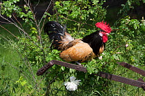 Golden Lakenvelder rooster perched on old, rusty plough in rose bush, Calamus, Iowa, USA.