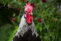 Dark Grey Dorking rooster, portrait, foraging in grass beneath rose bush, Calamus, Iowa, USA.