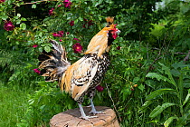 Creme Brabanter rooster perched on overturned peach basket by rose bush, Calamus, Iowa, USA.
