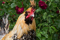 Creme Brabanter rooster perched on stump by rose bush, Calamus, Iowa, USA.