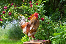 Blue-Laced Red Wyandotte rooster perched on antique wooden egg case by rose bush, Calamus, Iowa, USA.