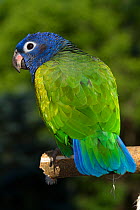 Blue-Headed Parrot (Pionus menstruus) rear view, captive, native to Central and South America.