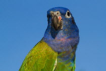 Blue-Headed Parrot (Pionus menstruus) portrait, captive, native to Central and South America.