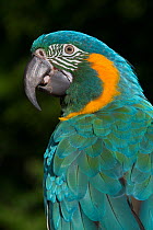 Blue-Throated Macaw (Ara glaucogularis), captive, endemic to a small area of north central Boliva, critically endangered.