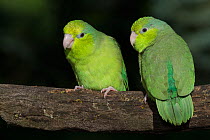 Pacific Parrotlets (Forpus coelestis) captive, native to West Ecuador and North West Peru.
