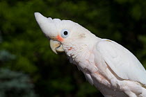 Tanimbar Cockatoo (Cacatua goffiniana) captive, endemic to Tanimbar Islands, Indonesia.