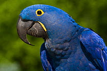 Hyacinth Macaw (Amnolorhynchus hyacinthinus) captive native to Brazil, Boliva, and Paraguay. Endemic species.