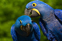 Hyacinth Macaw (Amnolorhynchus hyacinthinus) grooming another, captive native to Brazil, Boliva, and Paraguay. Endemic species.