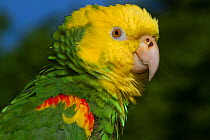 Yellow-Headed Amazon Parrot (Amazona oratrix) captive, native central America. Endangered species.