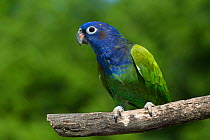 Blue-Headed Parrot (Pionus menstruus) portrait, captive, native to Central and South America.