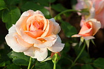 Grandiflora Rose 'Mother of Pearl', Winfield, Illinois, USA